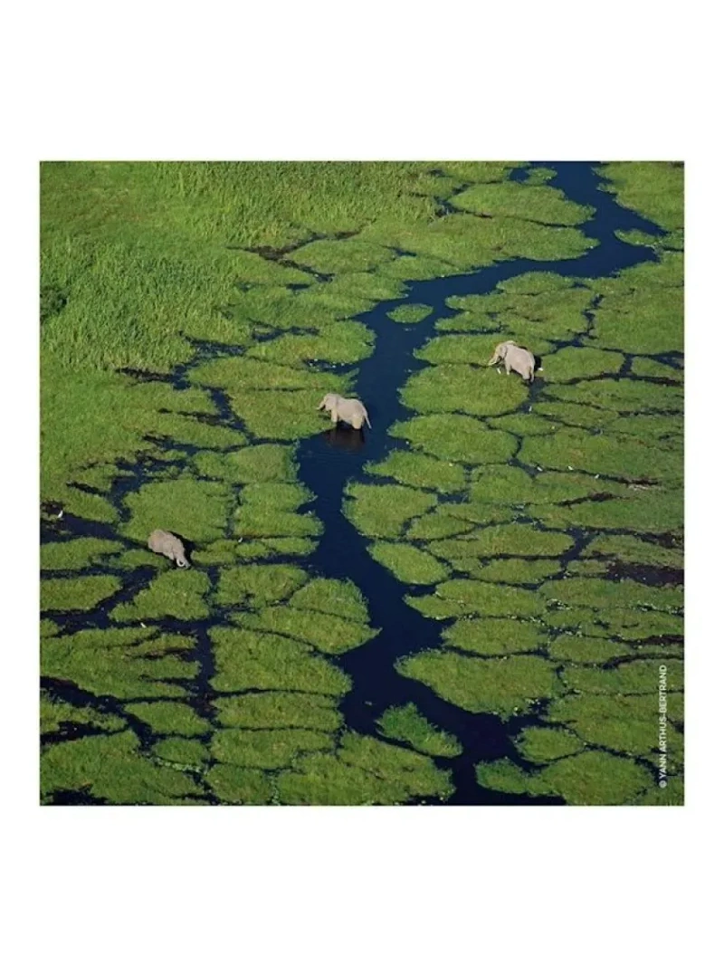 AQUA ALLEGORIA FLORA SELVAGGIA - EAU DE TOILETTE Spray 125 ML - immagine 3